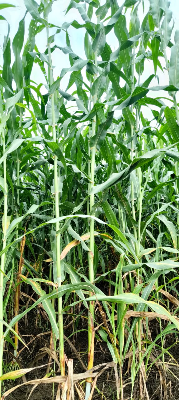 Fodder Crops
